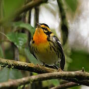 Blackburnian Warbler