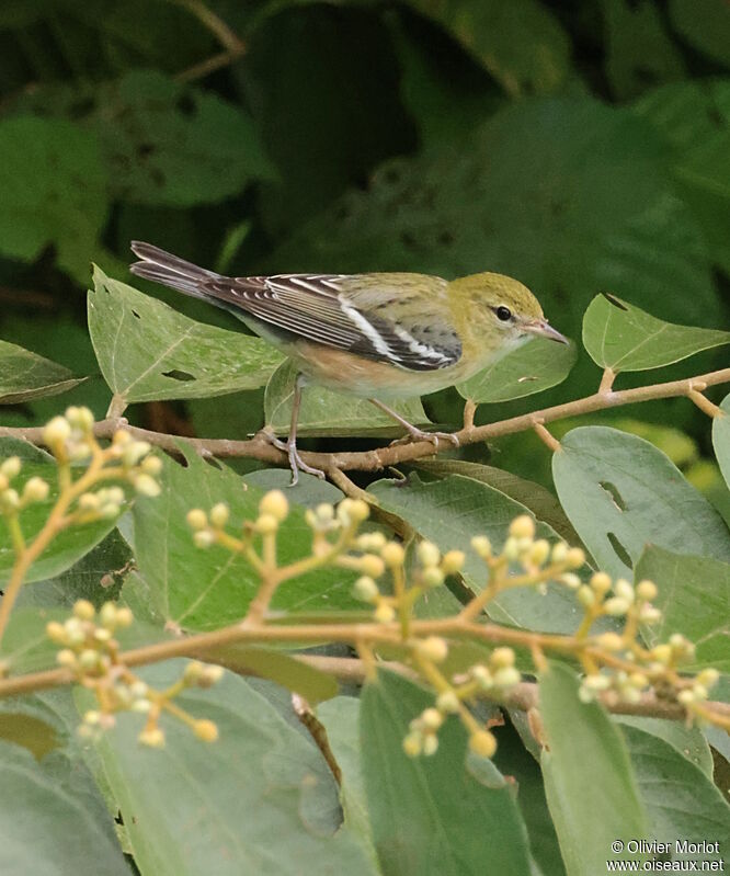 Paruline à poitrine baie femelle