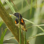 Paruline flamboyante