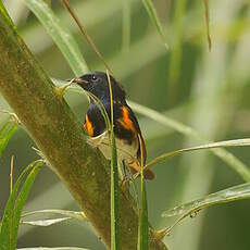 Paruline flamboyante