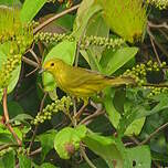 Paruline jaune