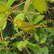 Paruline jaune