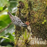 Black-and-white Warbler