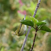 Tennessee Warbler