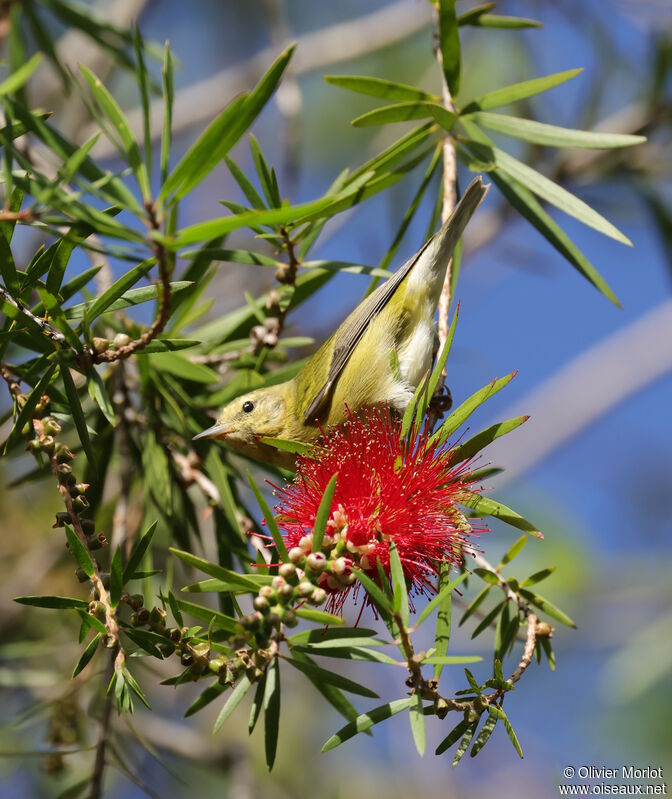 Tennessee Warbler