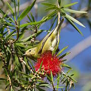 Tennessee Warbler