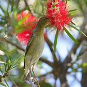 Tennessee Warbler