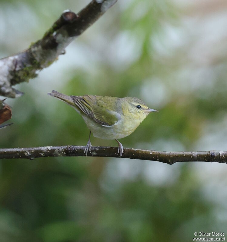 Tennessee Warbler