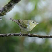 Tennessee Warbler