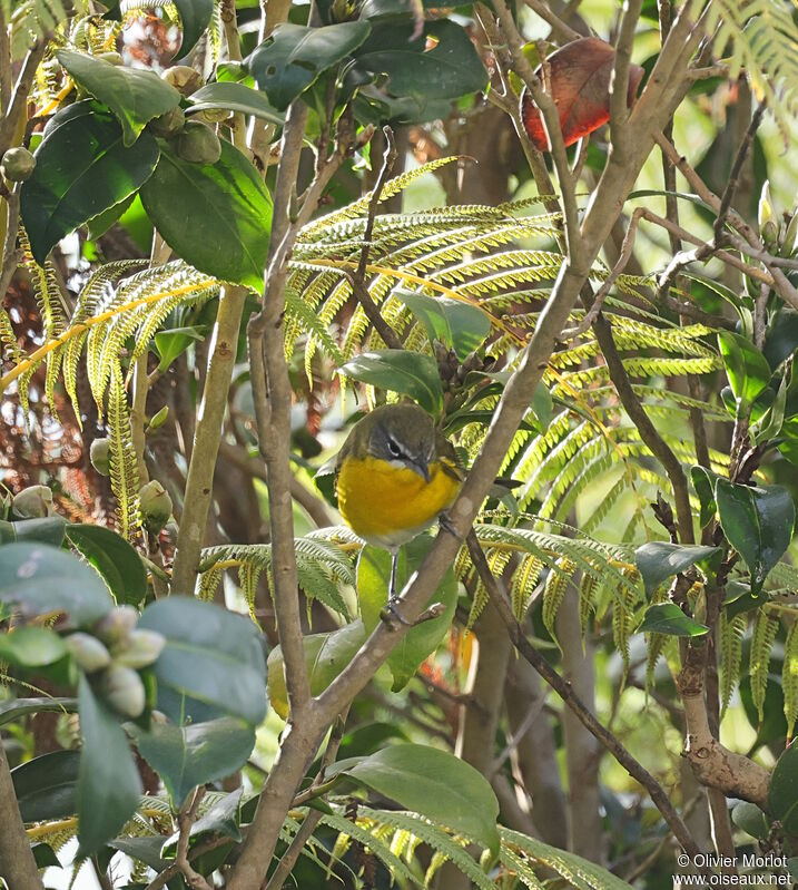 Yellow-breasted Chat