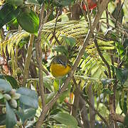 Yellow-breasted Chat