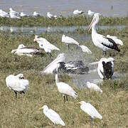 Australian Pelican