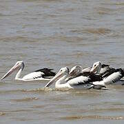 Australian Pelican