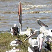 Australian Pelican