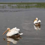 Great White Pelican