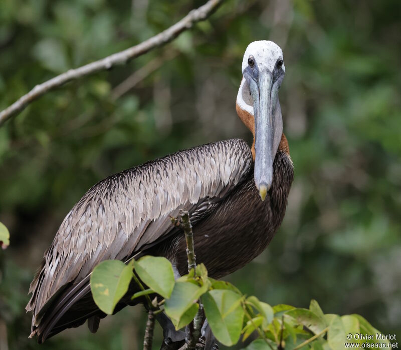 Brown Pelican