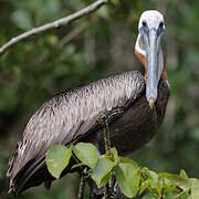 Brown Pelican