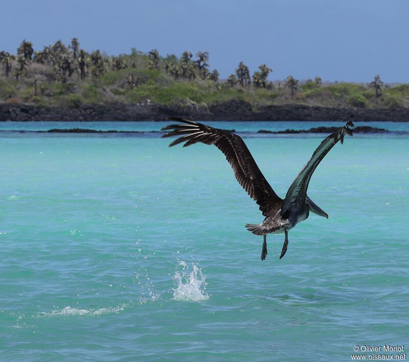 Brown Pelican