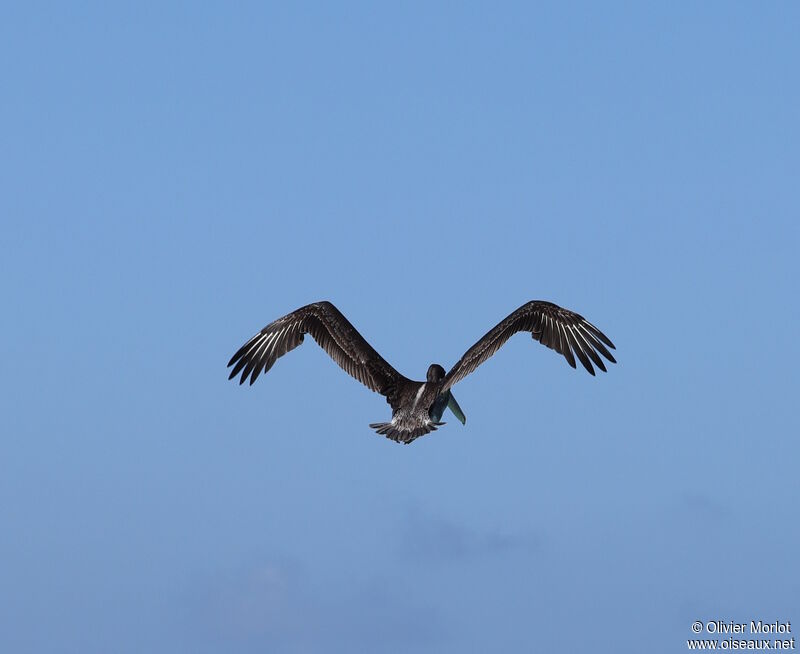 Brown Pelican