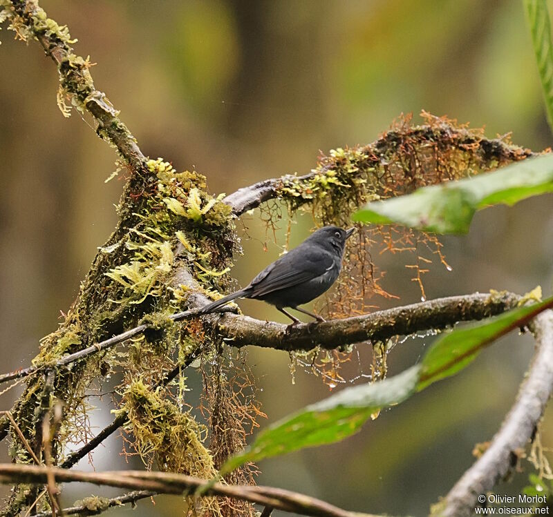 White-sided Flowerpiercer male