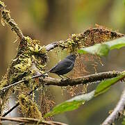 White-sided Flowerpiercer