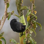 Black Flowerpiercer