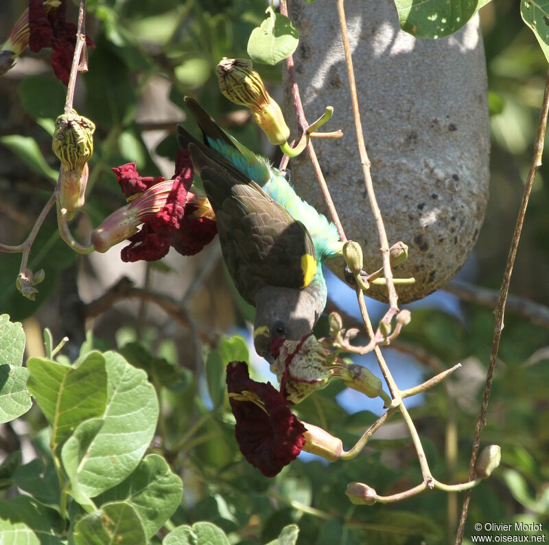 Meyer's Parrot