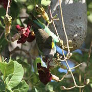 Meyer's Parrot