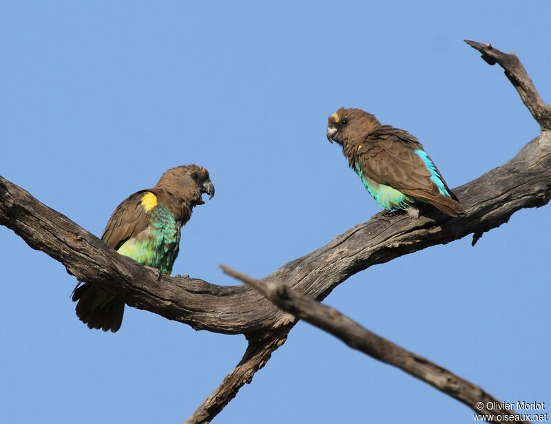 Meyer's Parrot