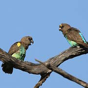 Meyer's Parrot