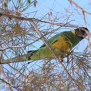 Australian Ringneck