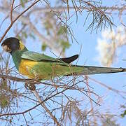 Australian Ringneck