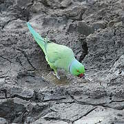 Rose-ringed Parakeet