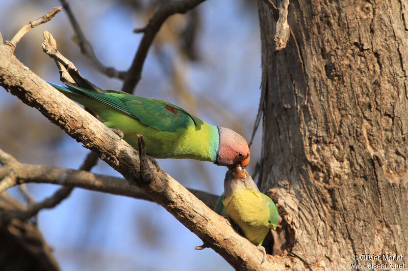 Plum-headed Parakeet