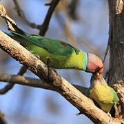 Plum-headed Parakeet