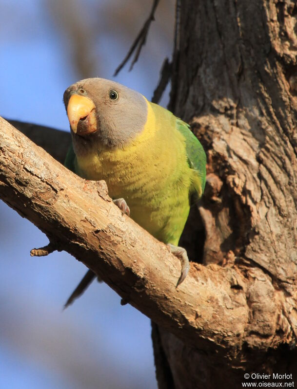 Plum-headed Parakeet female