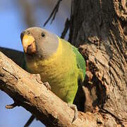 Plum-headed Parakeet