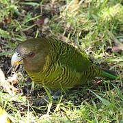 Brehm's Tiger Parrot