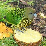 Brehm's Tiger Parrot