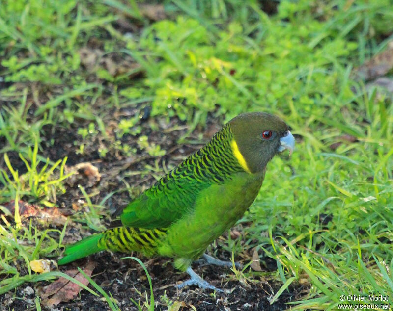 Brehm's Tiger Parrot male