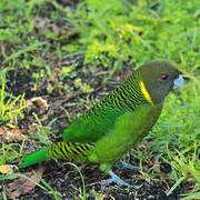 Brehm's Tiger Parrot