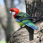 Eastern Rosella