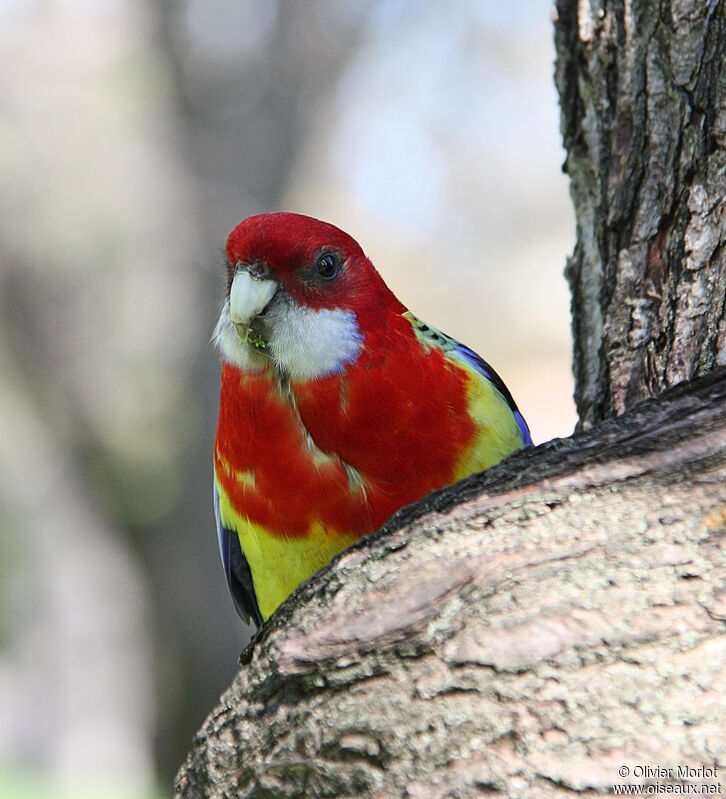 Eastern Rosella