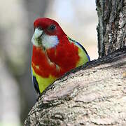 Eastern Rosella