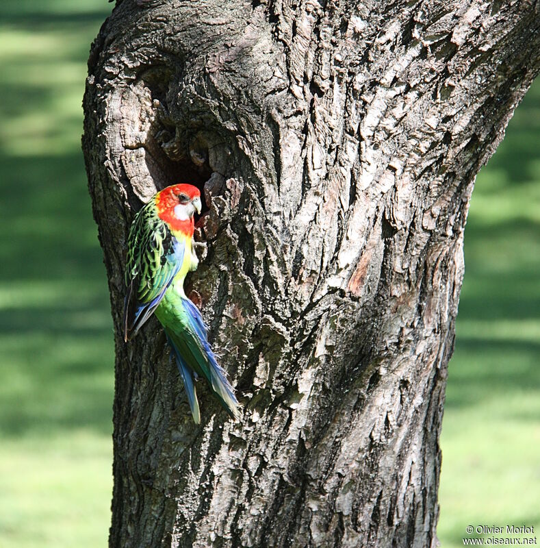 Eastern Rosella