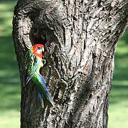 Eastern Rosella