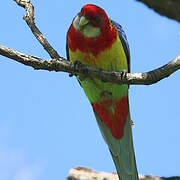 Eastern Rosella