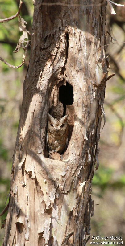 Collared Scops Owl