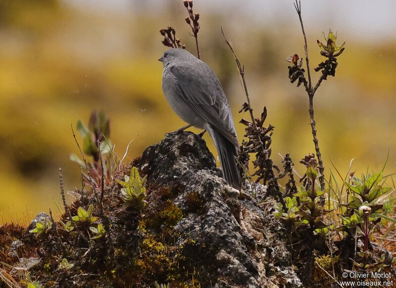 Plumbeous Sierra Finch male