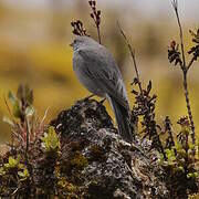 Plumbeous Sierra Finch